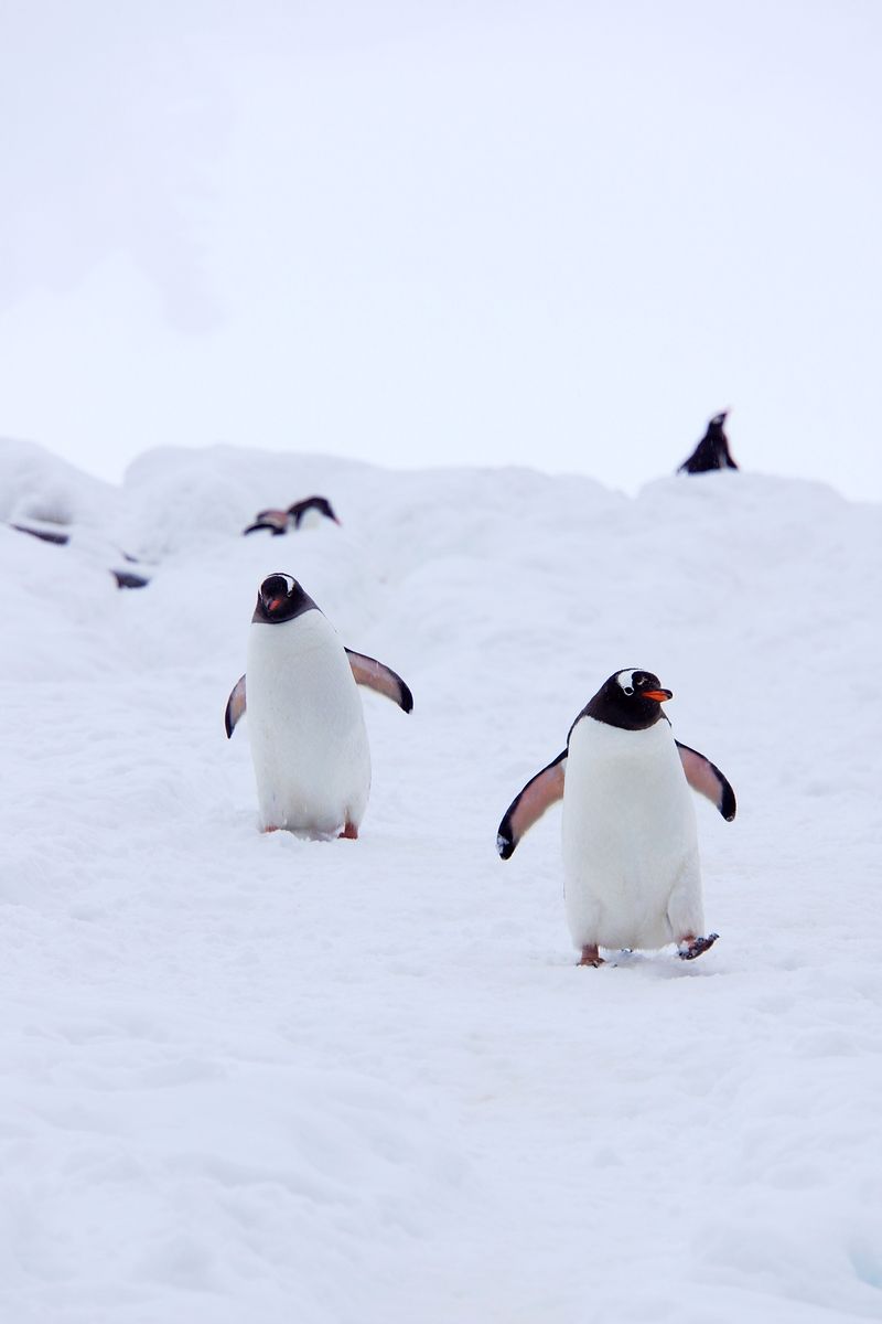 爱Pia戏(戏鲸),Pia戏剧本网,广播剧,剧情歌,CV配音,配音秀- 戏鲸App官网|你执笔染世界,我倾音绘人生