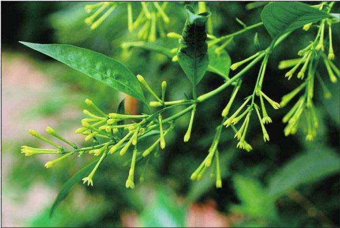 杭州寒蘭　李香蘭　（底紅花、濃紅花）31Ｗ31 李香蘭- 百代中國時代曲名典十七: 李香蘭- 蘭閨寂寂| Deezer