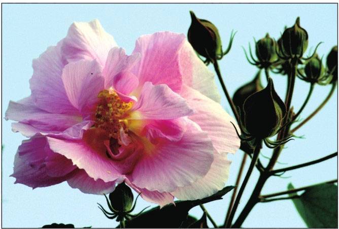 杭州寒蘭　李香蘭　（底紅花、濃紅花）31Ｗ31 李香蘭- 百代中國時代曲名典十七: 李香蘭- 蘭閨寂寂| Deezer