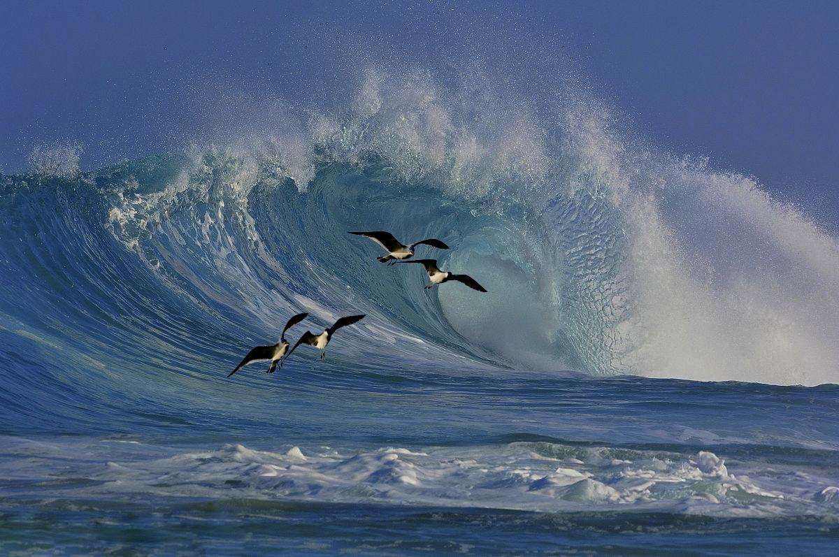 《海燕》-高尔基(带专属配乐)