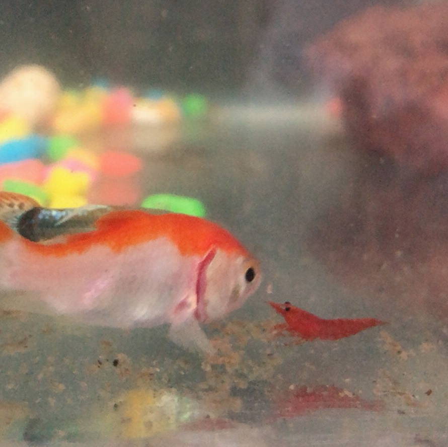 爱Pia戏(戏鲸),Pia戏剧本网,广播剧,剧情歌,CV配音,配音秀- 戏鲸App官网|你执笔染世界,我倾音绘人生