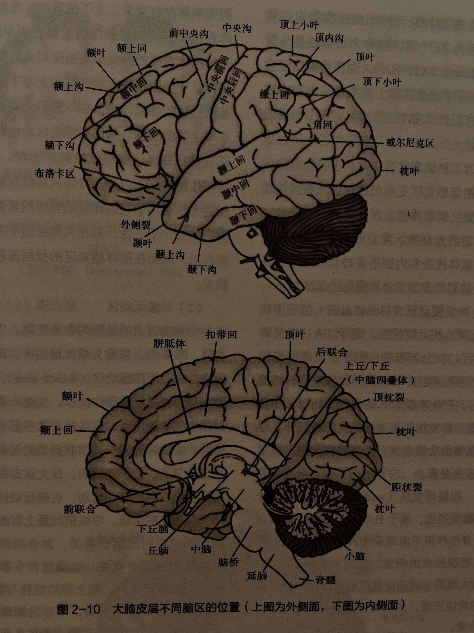 大脑的结构,分区及机能
