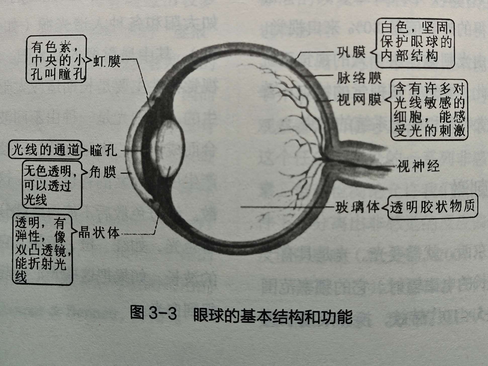 视觉的生理机制